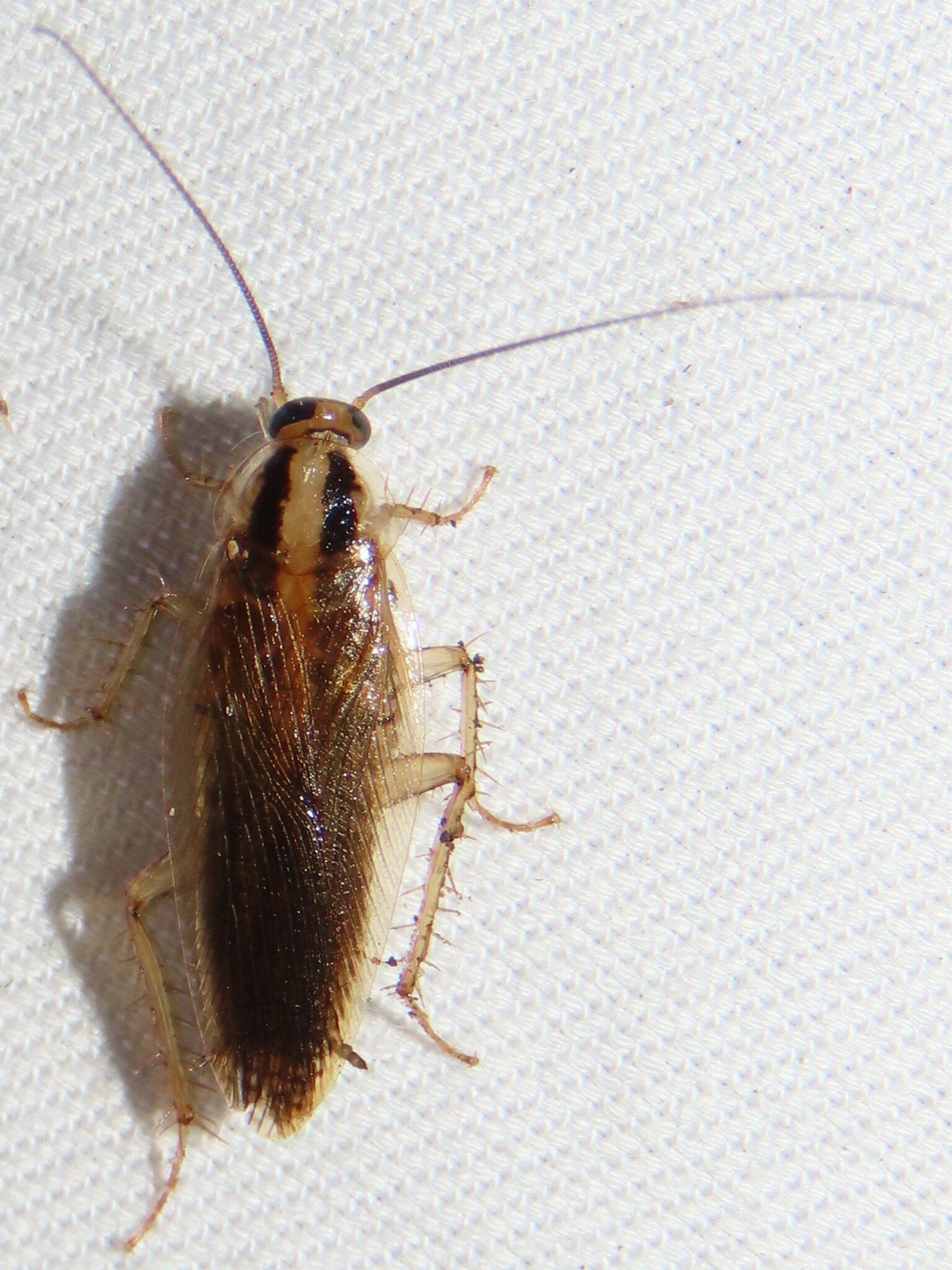 An Asian cockroach, light brown with two dark stripes behind the head, on a white sheet