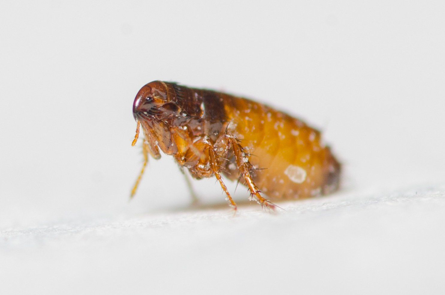 A cat flea seen from the side on a plain white background