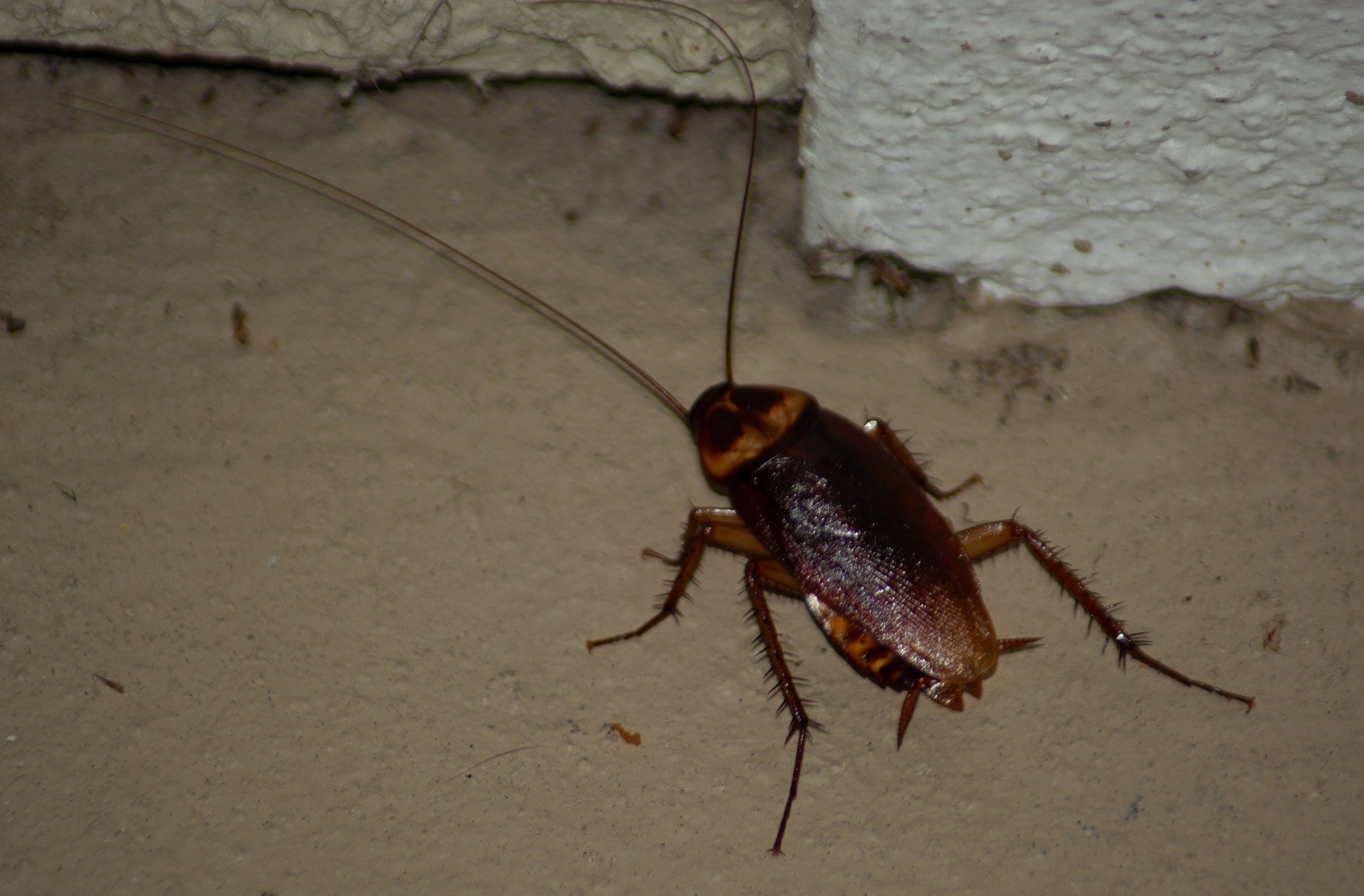 An American cockroach on a stucco wall