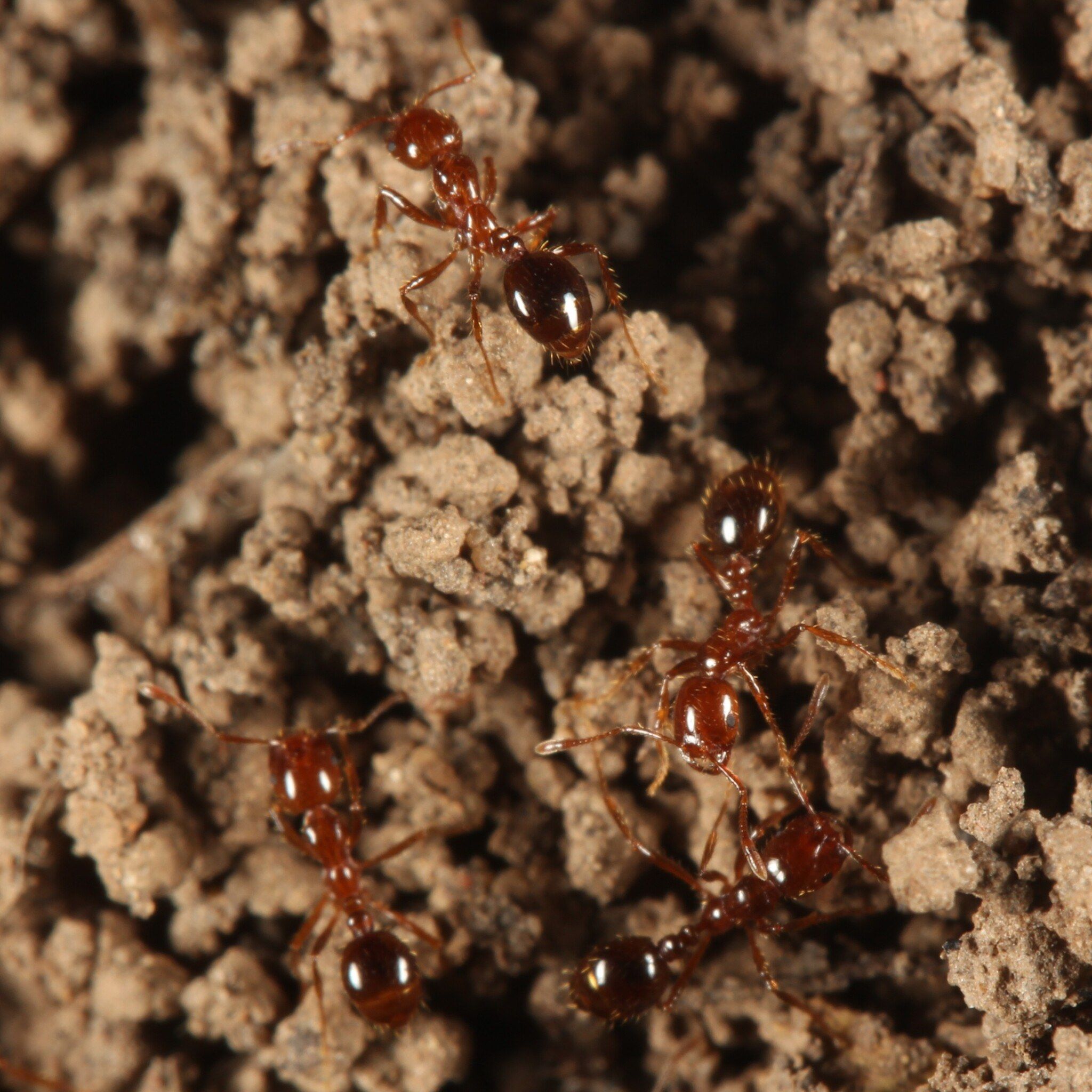 Red fire ant workers on the loose soil of a mound