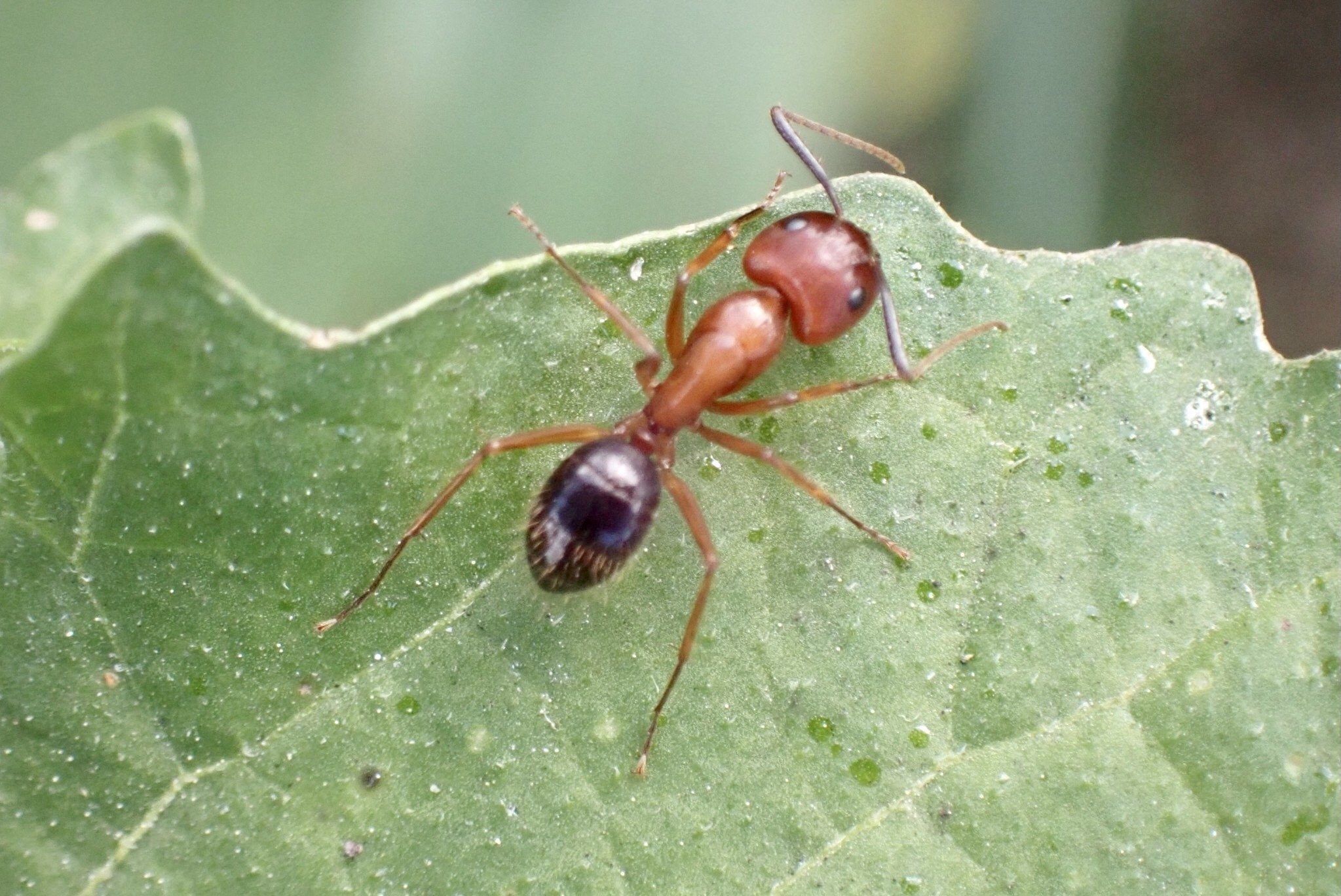 A Florida carpenter ant, reddish-orange head and thorax with a black abdomen, on a leaf