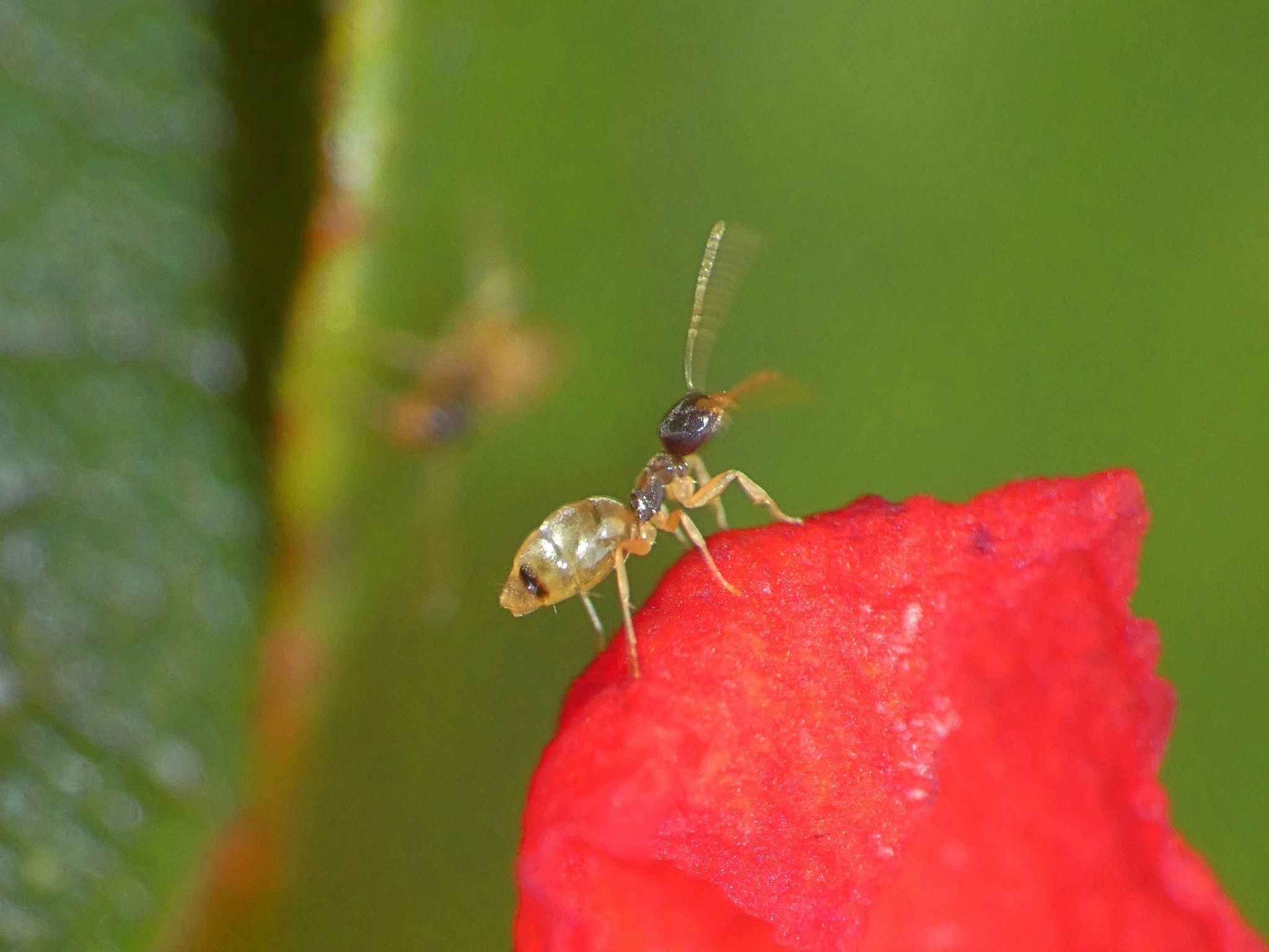 A ghost ant, dark head and pale body, on a leaf