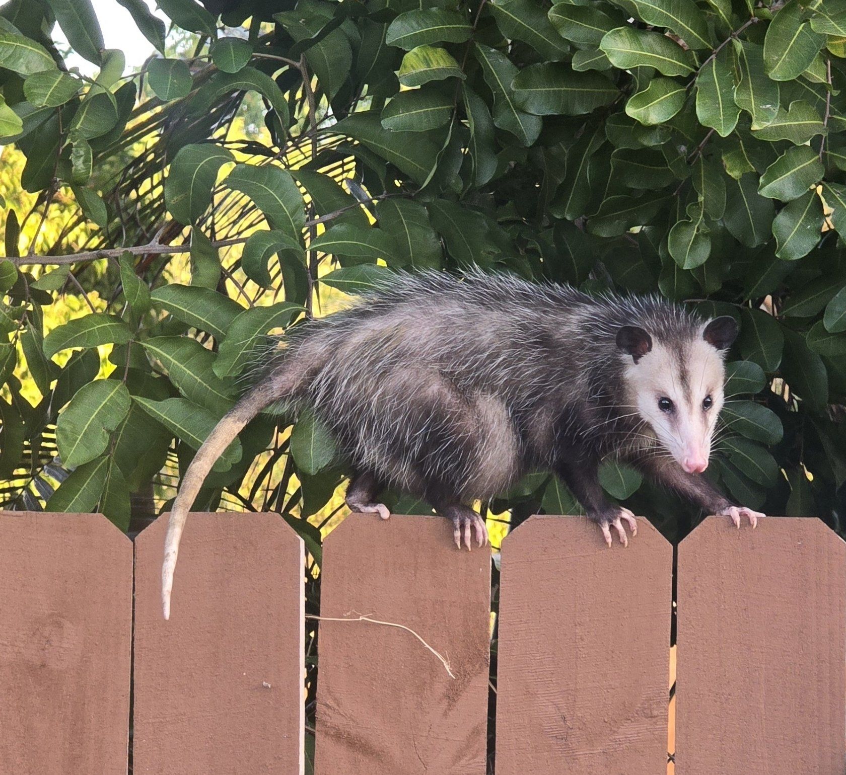 An opossum walking along the top of a wooden backyard fence