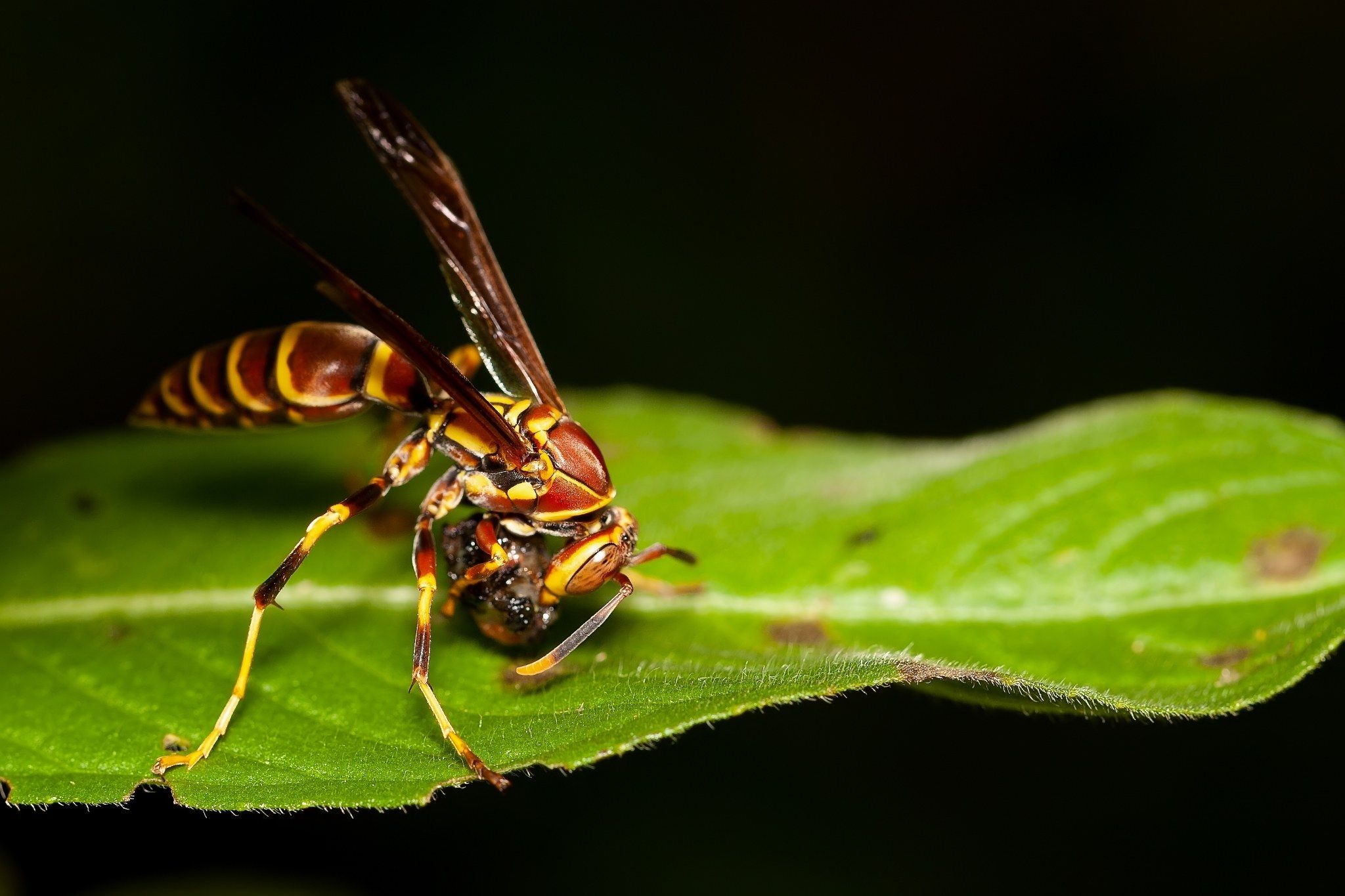A Guinea paper wasp on a leaf