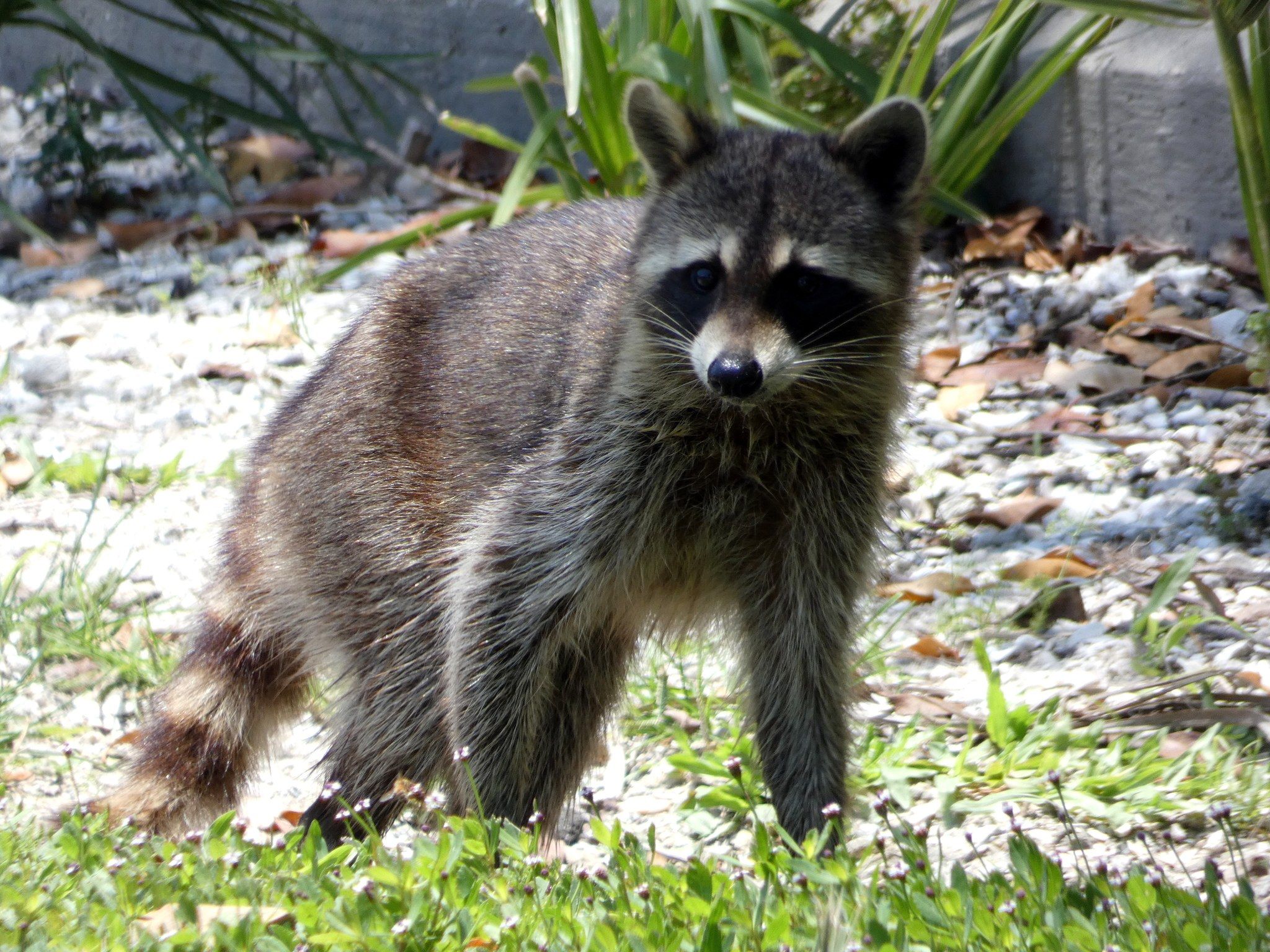 A raccoon standing at the edge of a yard