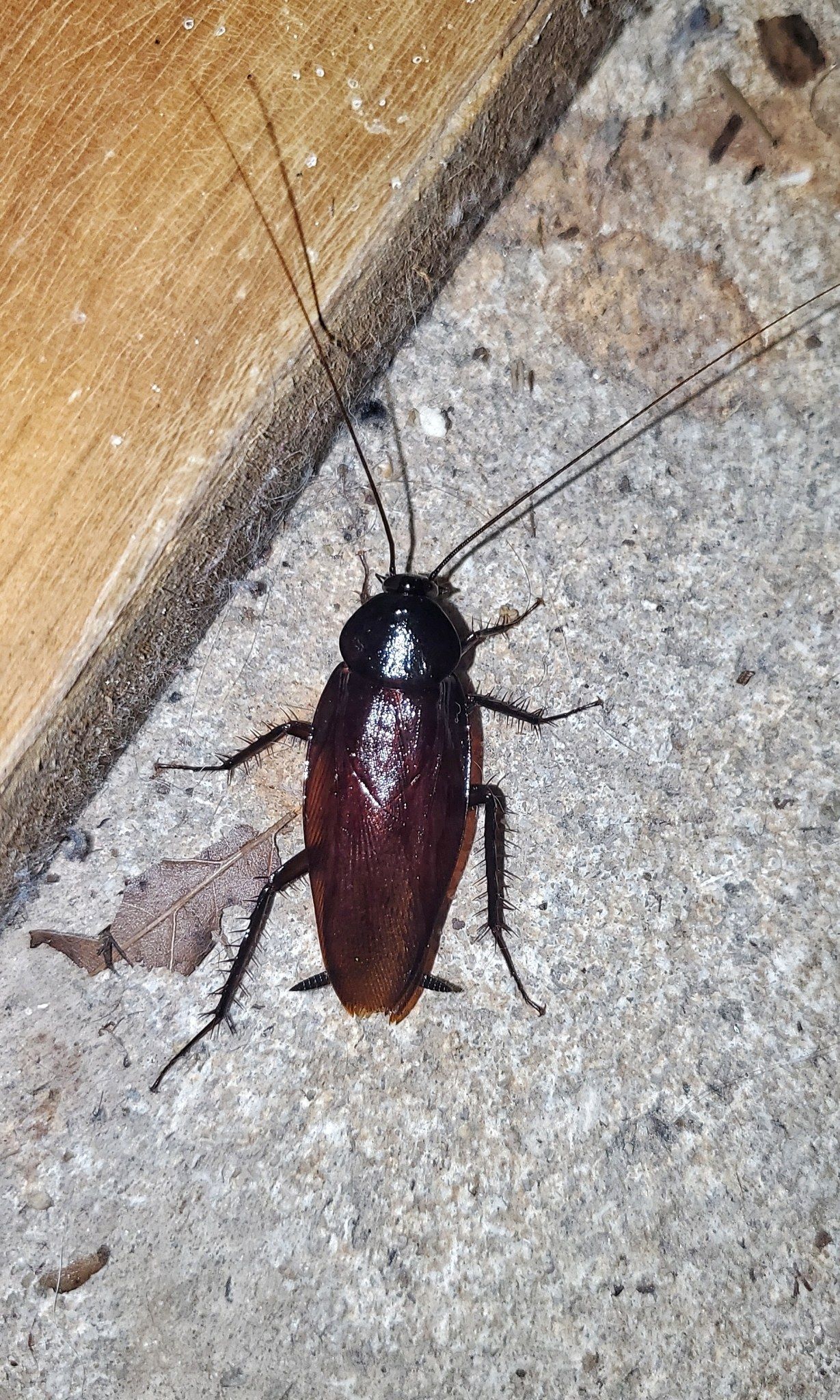 A smokybrown cockroach on a concrete floor beside a wooden board