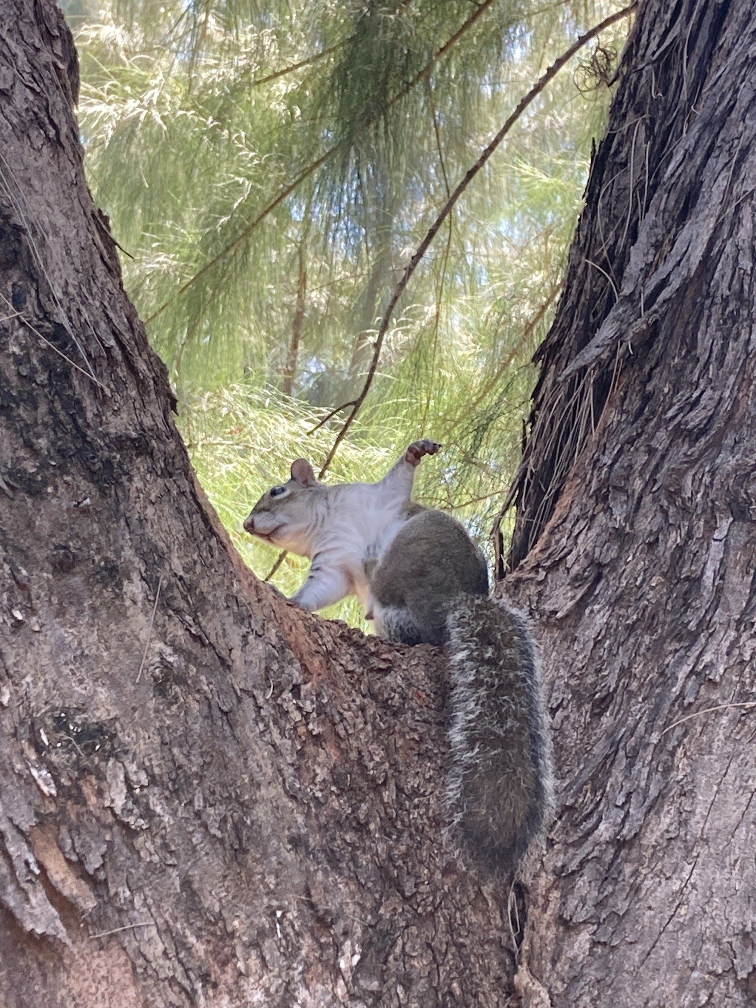 A gray squirrel climbing the trunk of a tree